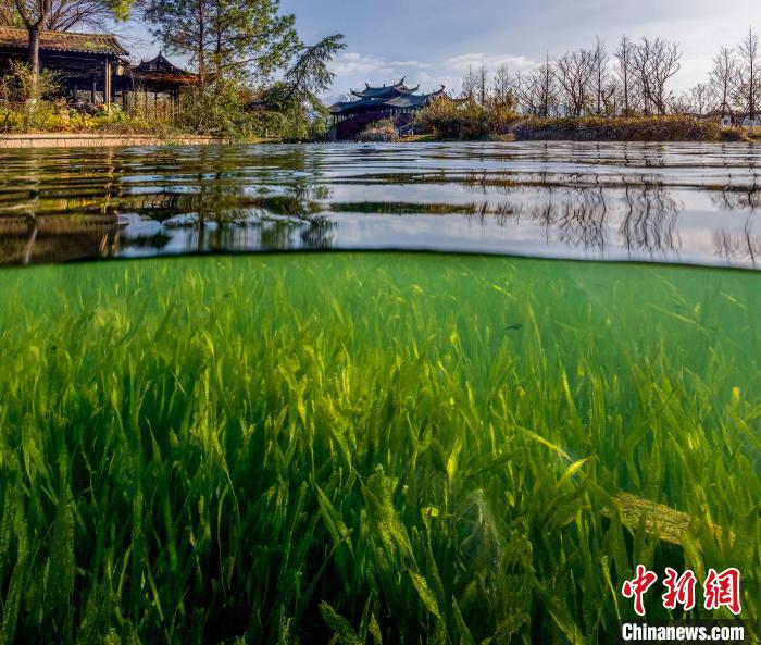 一棵榕树扎根18年 浙江温州三垟湿地“生态良药”稳火慢熬