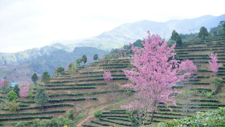 云南镇沅：青绿茶山樱花红 正是冬日赏花时