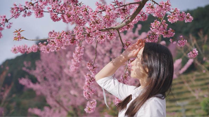 云南镇沅：青绿茶山樱花红 正是冬日赏花时