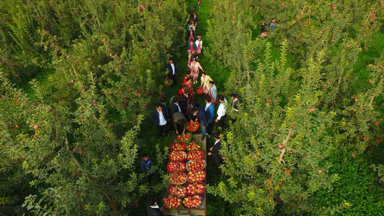 解答“好中向优”这道题！新疆南疆特色林果产业调查