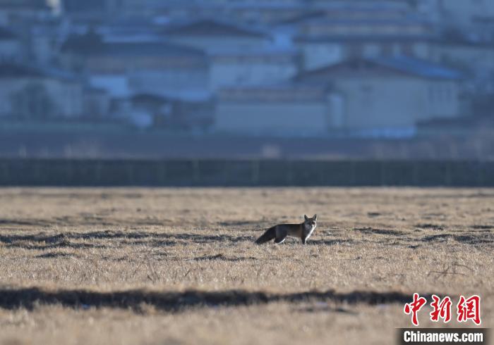 云南迪庆纳帕海首次记录到国家二级保护动物赤狐