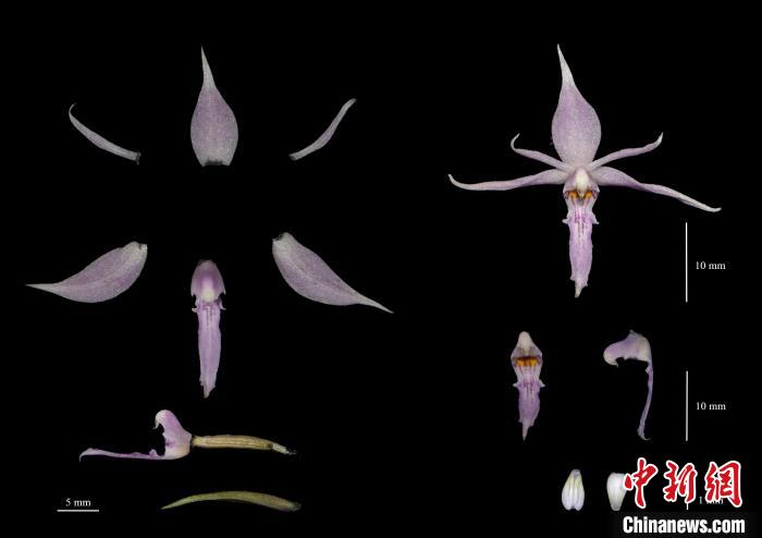 云南发现兰科植物新种——盈江虾脊兰