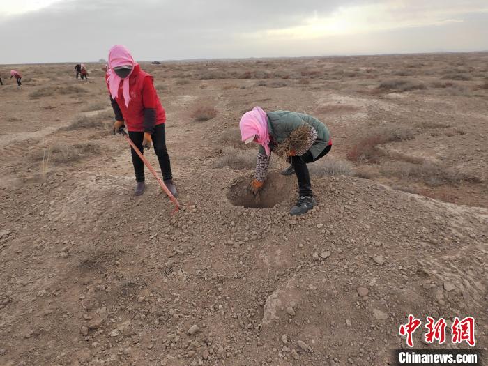 甘肃民勤：二百余人春季沙漠种梭梭等防沙治沙