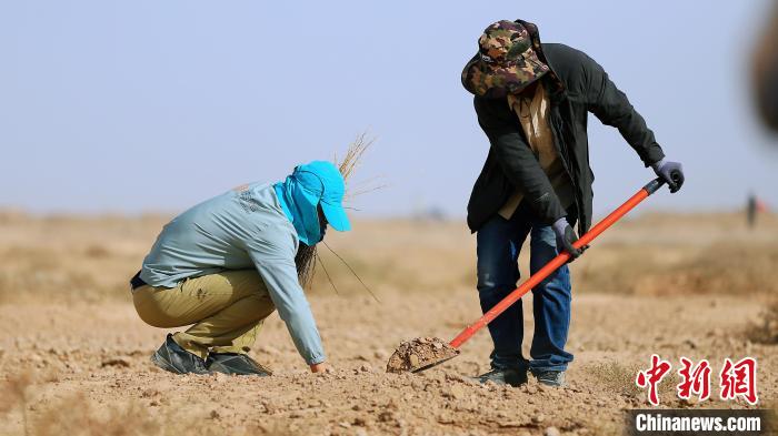 甘肃民勤：二百余人春季沙漠种梭梭等防沙治沙