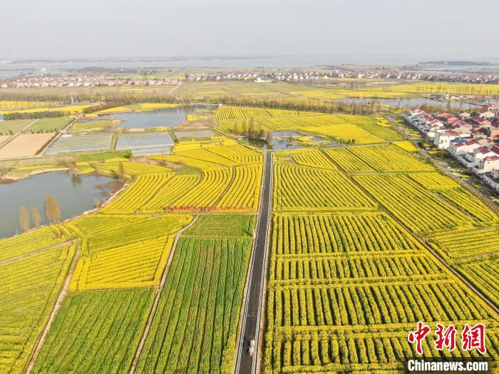 江西南昌：金色油菜花迎春绽放 铺满大地绘就秀美乡村画卷