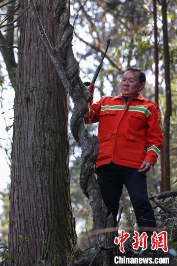 贵州汇川：护林员陈正华“以林为家”坚守林场25年