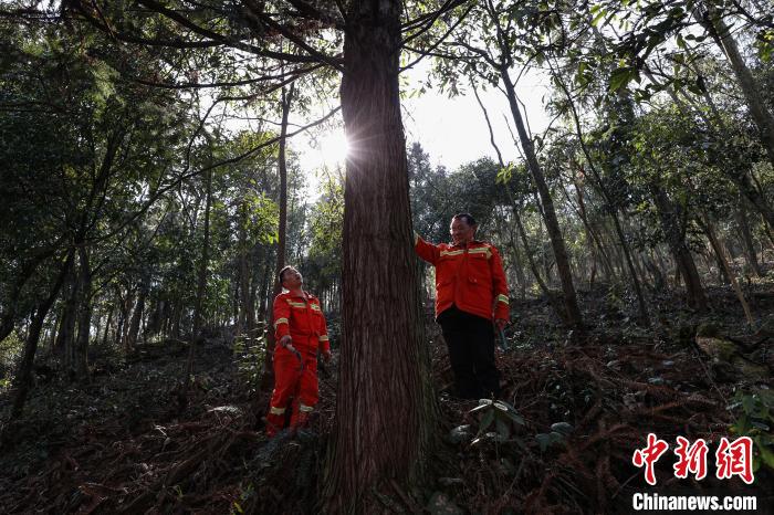 贵州汇川：护林员陈正华“以林为家”坚守林场25年