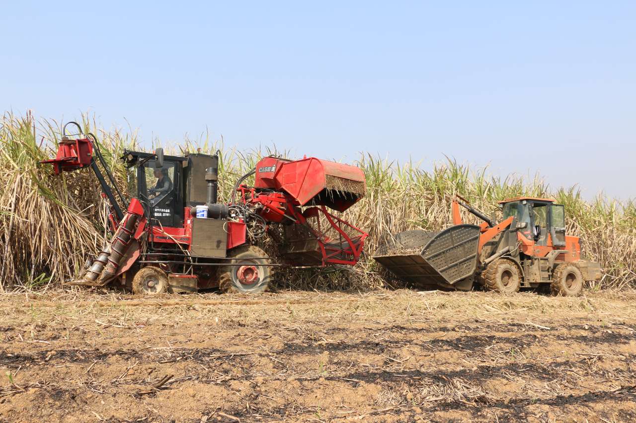 广西来宾市:甘蔗“耕种管收”四环节全程机械化