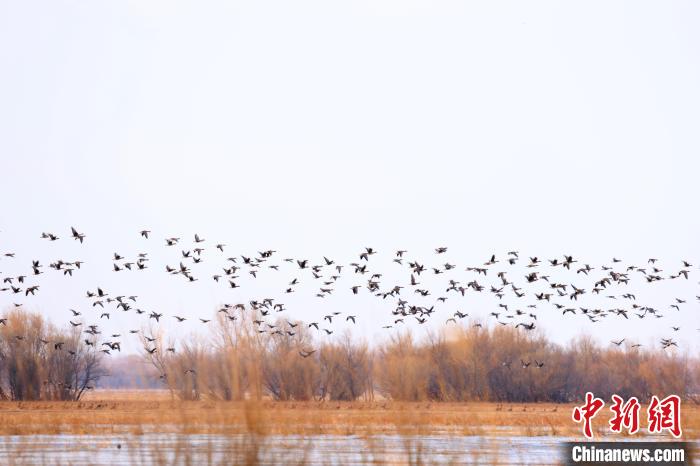 上万只候鸟抵达科尔沁国家级自然保护区 比往年提前10余天
