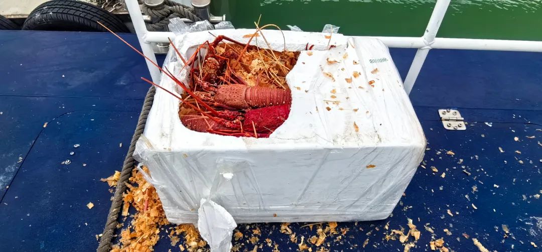 广州海关在珠江口水域查获一宗利用快艇闯关走私龙虾进境案