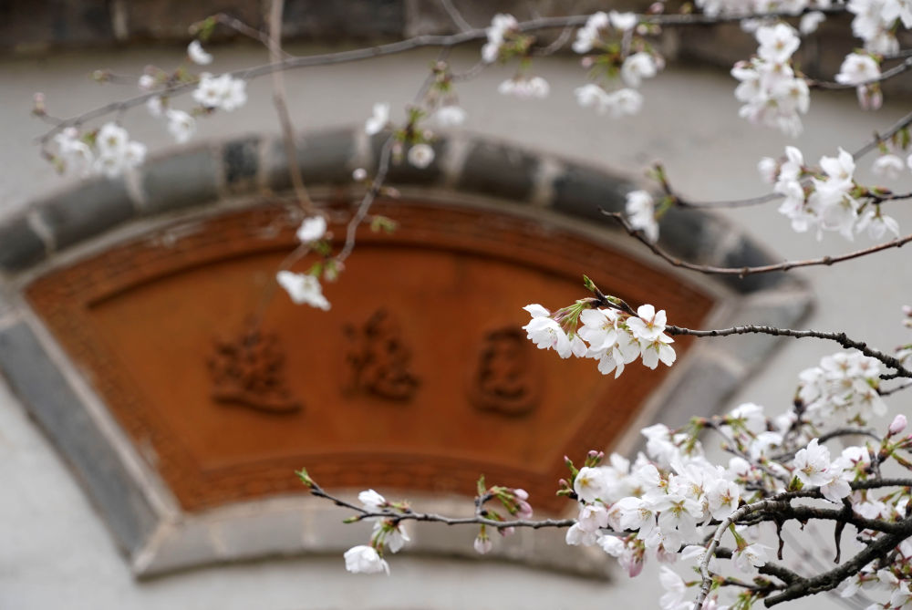 春花邂逅古建，花都“种花人”的中式浪漫