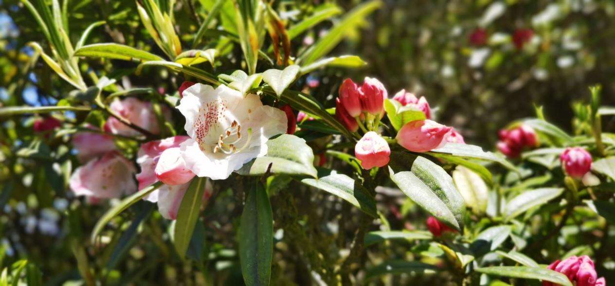 2024年广西猫儿山高山杜鹃花文化旅游季将举行