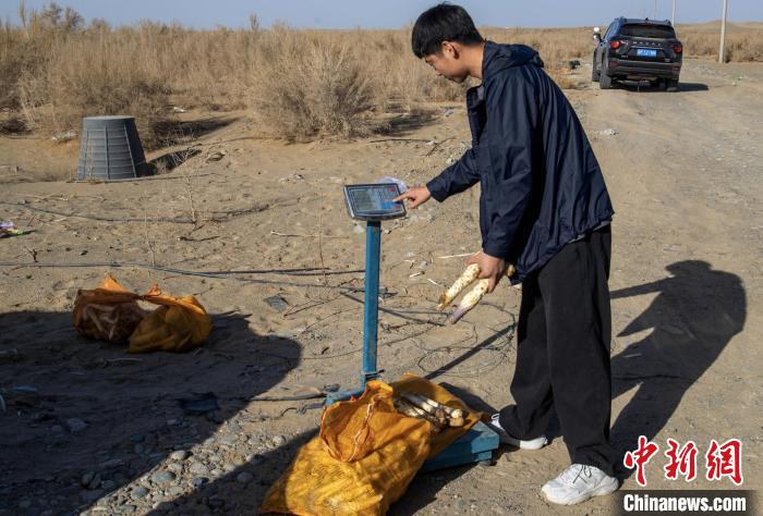 新疆南部肉苁蓉正值采挖季 昔日沙丘变 “聚宝盆”