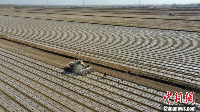 科技赋能智慧种田 新疆沙雅县170万亩棉花开播