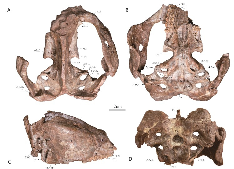 三列齿兽类首次在重庆云阳被发现 它们是中侏罗世早期云阳恐龙的“邻居”