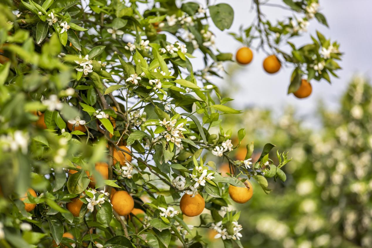 重庆忠县已形成柑橘完整产业链：从一粒种子到一杯橙汁再到护肤品