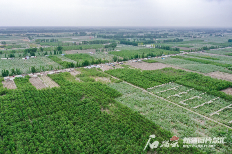 航拍新疆丨戈壁荒原变绿洲果园 阿克苏地区加快发展特色林果产业