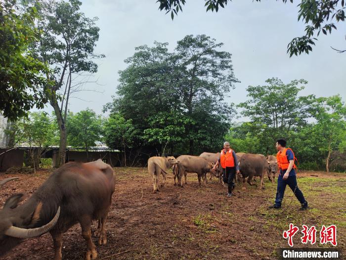 清远清城区：暴雨致村庄道路被淹 十多头牛获救