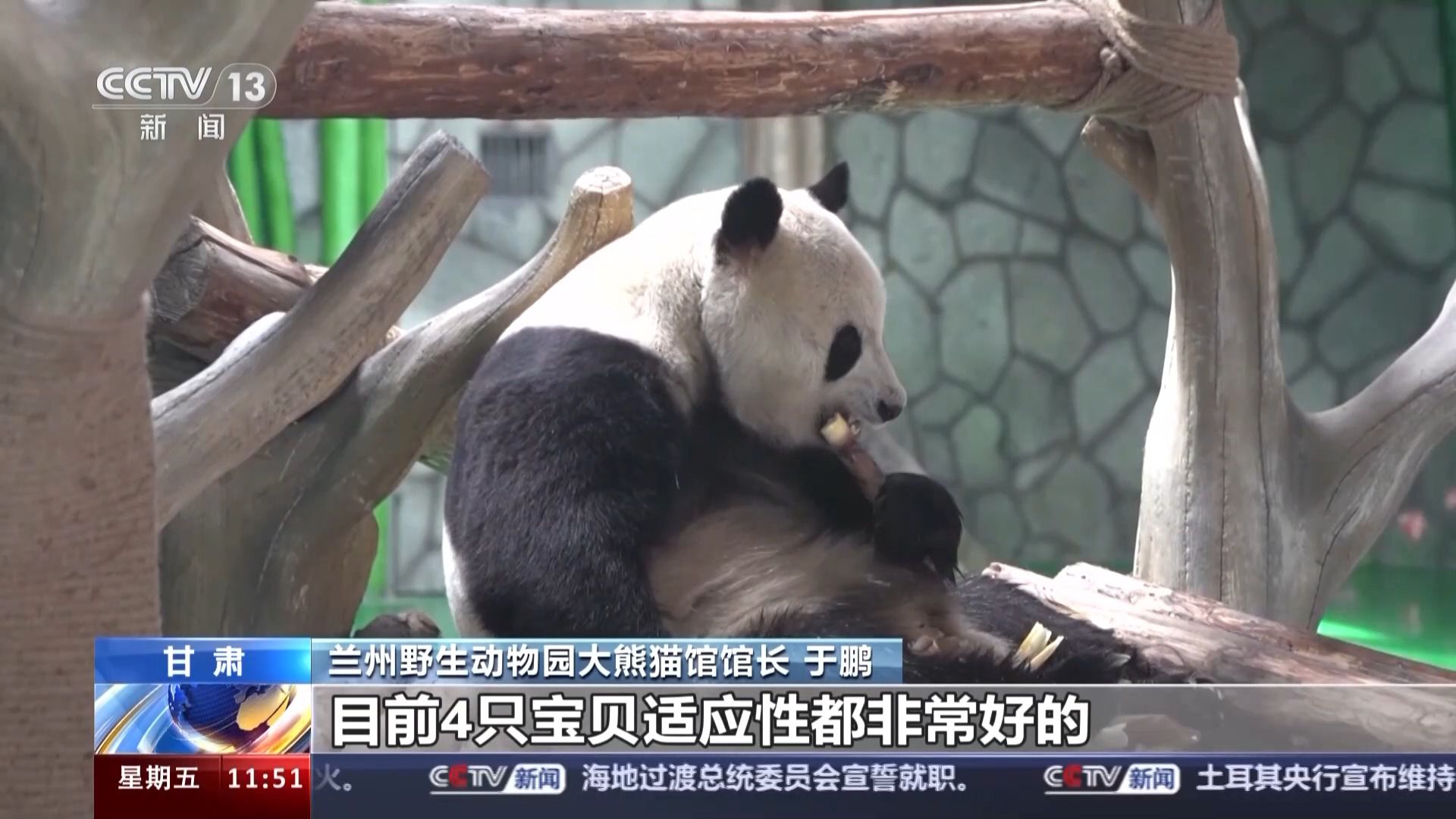 @甘肃市民 五一来兰州野生动物园看大熊猫啦！