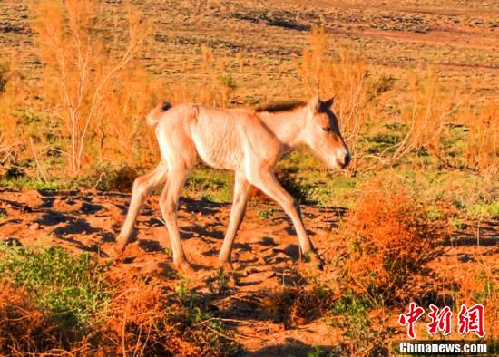 新疆卡拉麦里自然保护区野马进入繁殖季