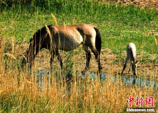 新疆卡拉麦里自然保护区野马进入繁殖季