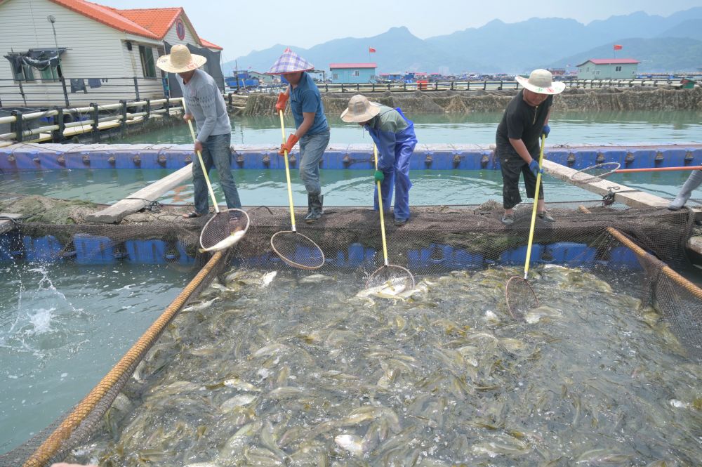 丰富食物“资源库” 唱好农业“山海经”——福建深入践行大食物观的经验启示