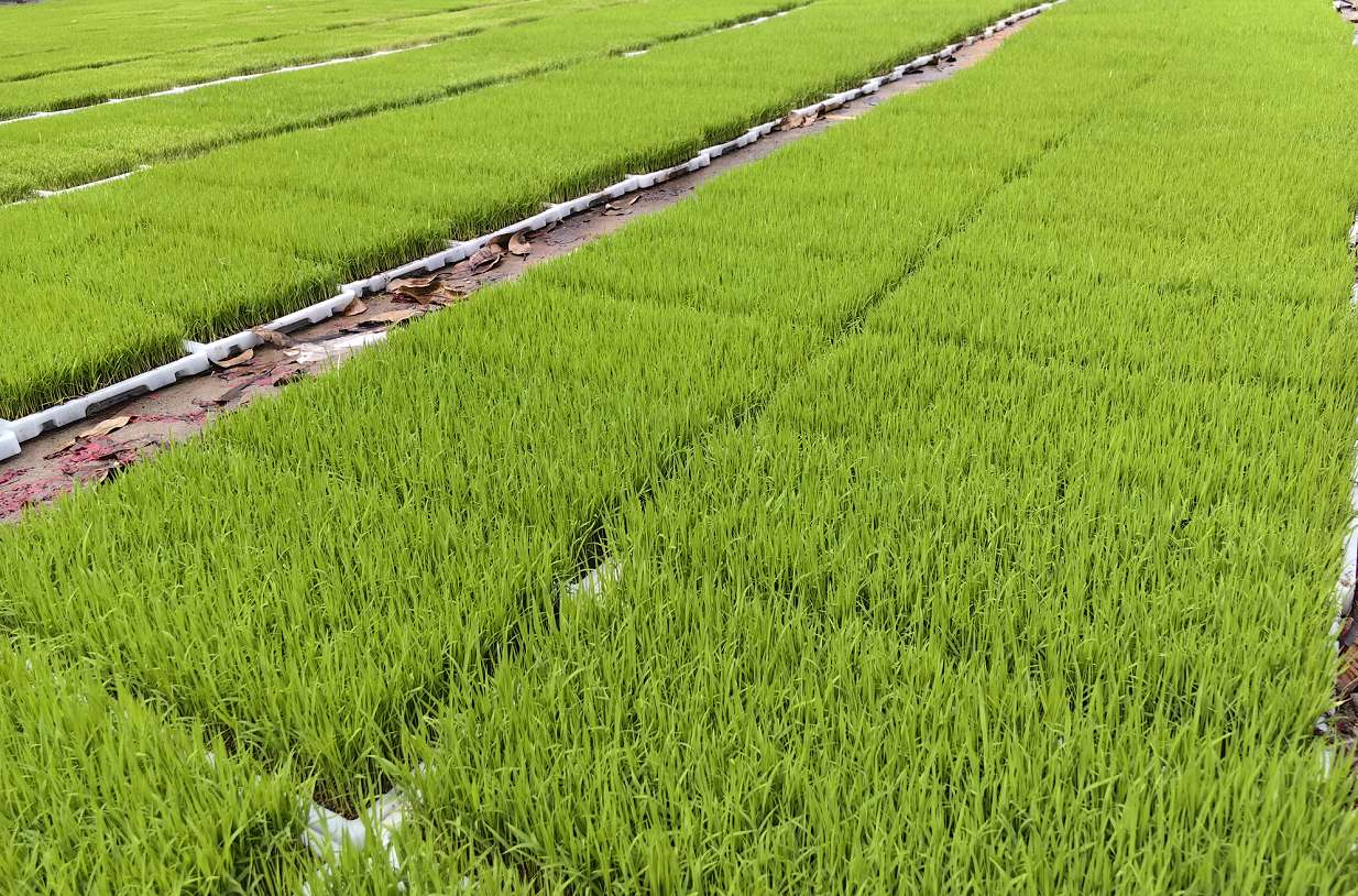 广西百色：工厂化集中育秧描绘陵山区水稻生产新画卷