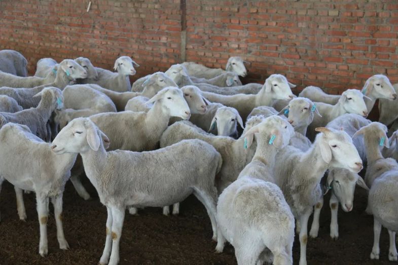 从新西兰到内蒙古通辽市 这群羊不远万里来落户