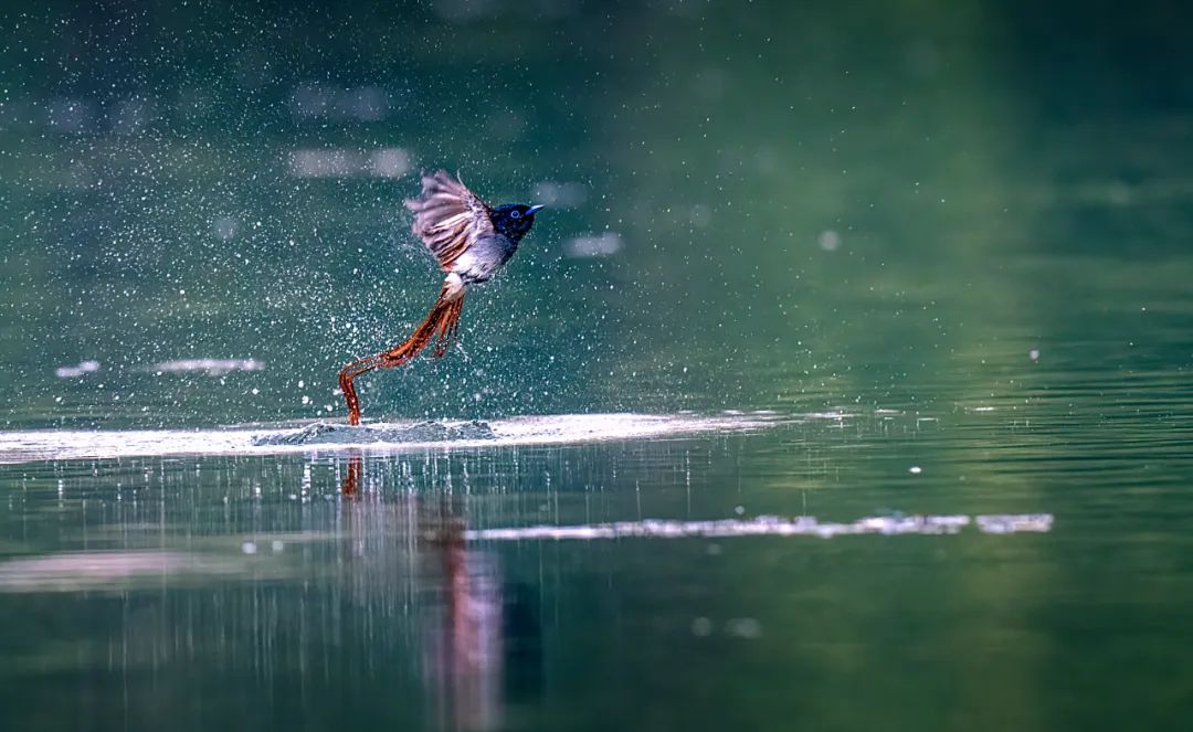 圭塘河畔的“打鸟人”