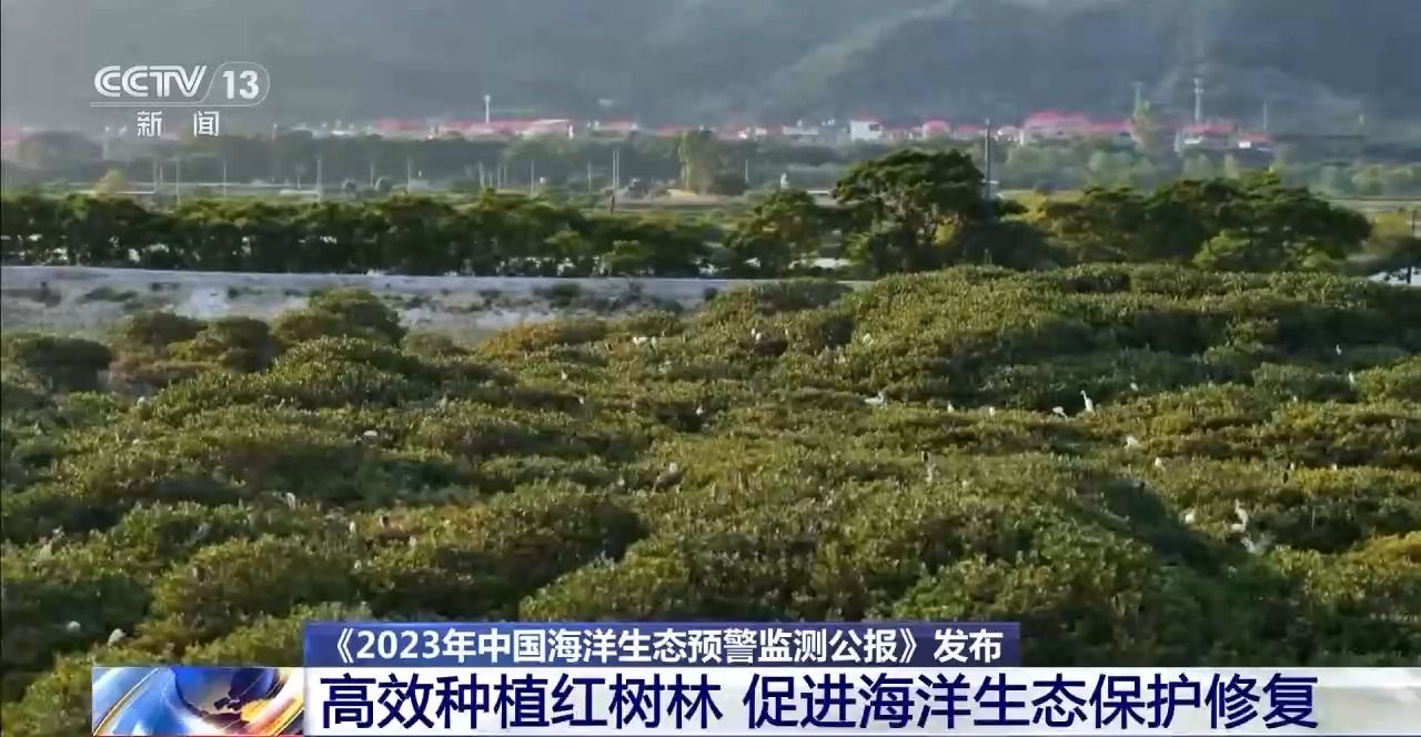 已增长至约3万公顷 “海上森林”红树林竟然有这些好处