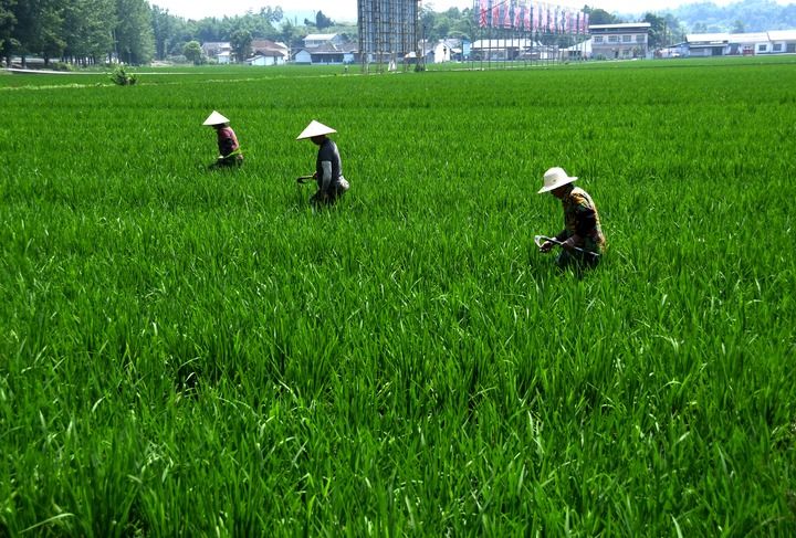 更好扛起粮食生产的重任——“天府粮仓”新实践扫描