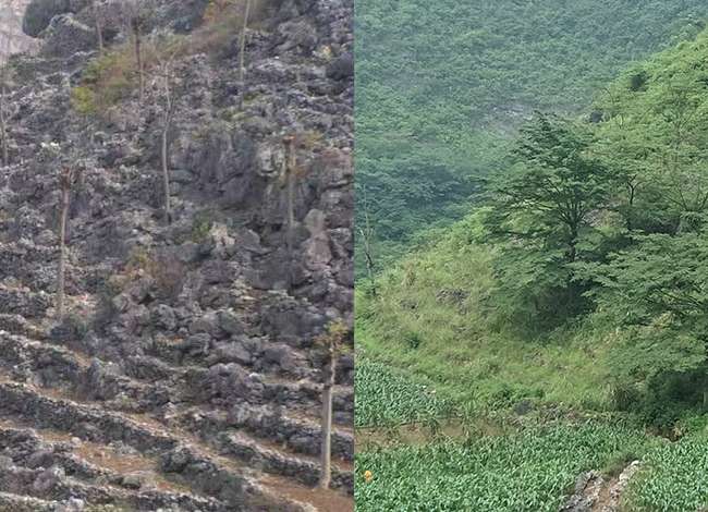 广西风景科技加持，让秃山披绿生“金”