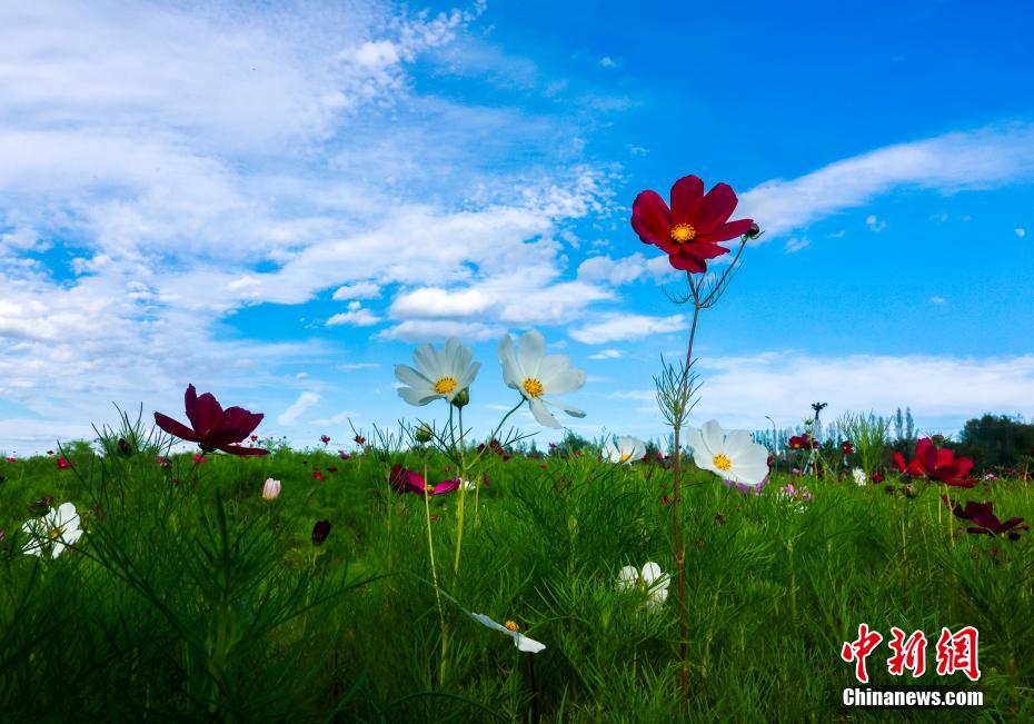 赴一场草原夏之约：看花、赏日落