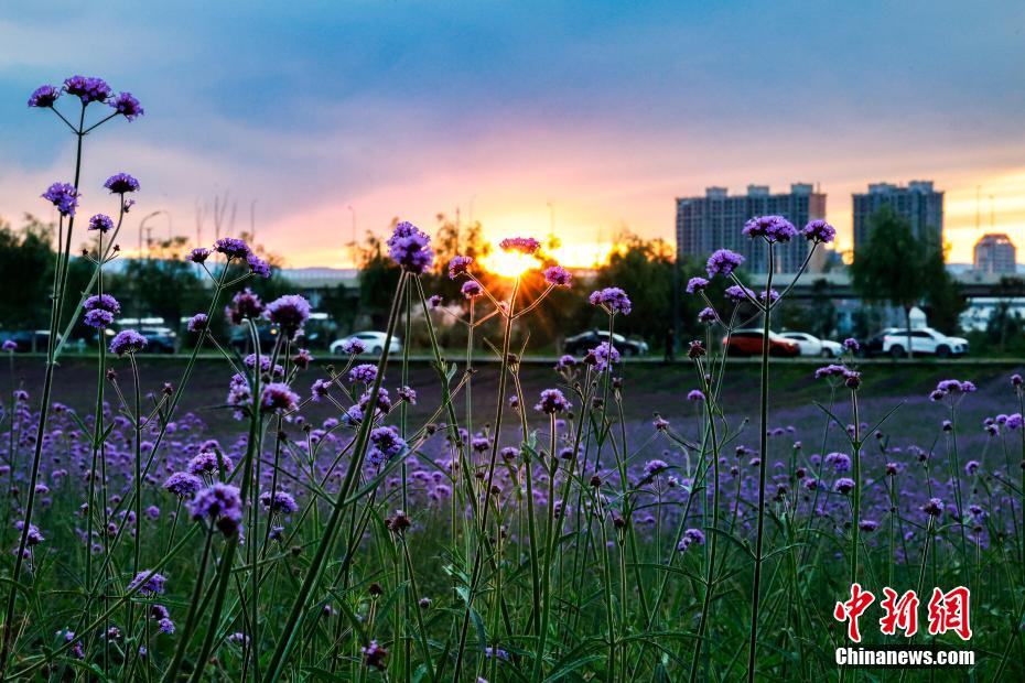 赴一场草原夏之约：看花、赏日落