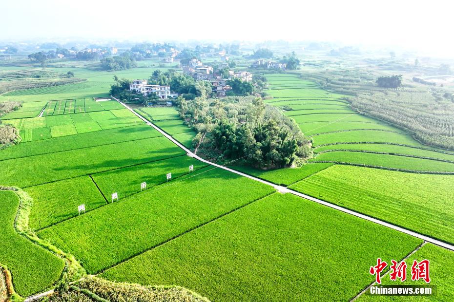 四川合江：“丰景”如画好年景