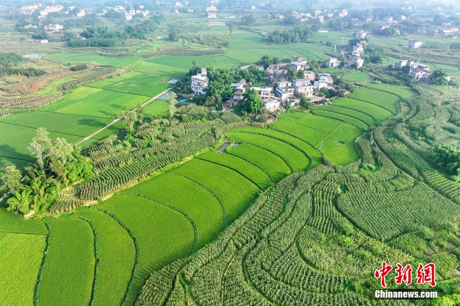 四川合江：“丰景”如画好年景