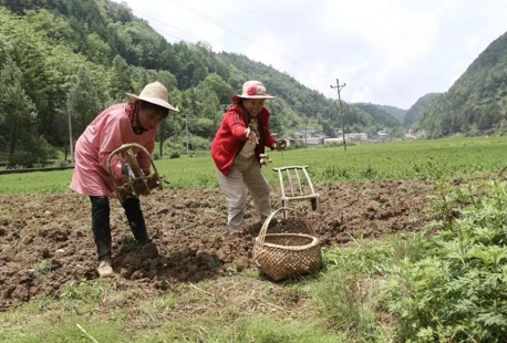 重庆巫山“新农人”降伏“石漠地” 探索中药材产业新路径