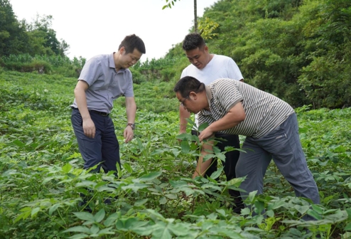 重庆巫山“新农人”降伏“石漠地” 探索中药材产业新路径