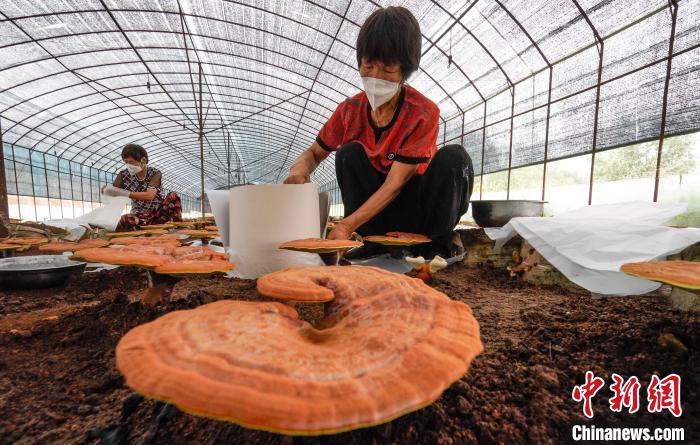 河北宽城：菌菇特色产业撑起“致富伞”