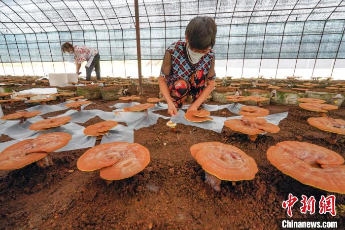 河北宽城：菌菇特色产业撑起“致富伞”