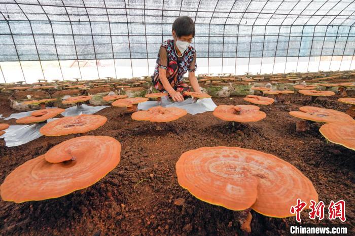 河北宽城：菌菇特色产业撑起“致富伞”