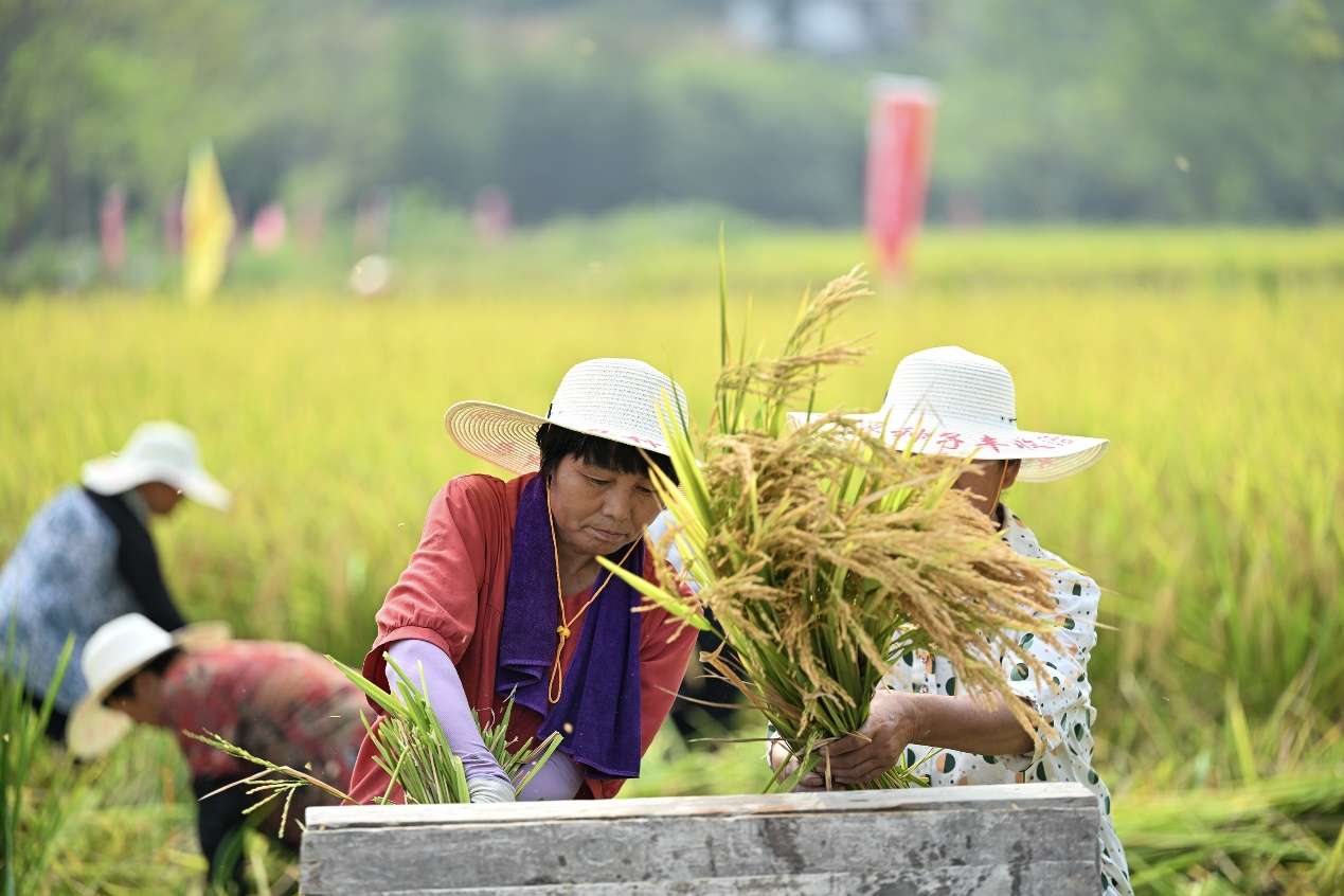 湖北来凤第三届农民种子丰收节举行