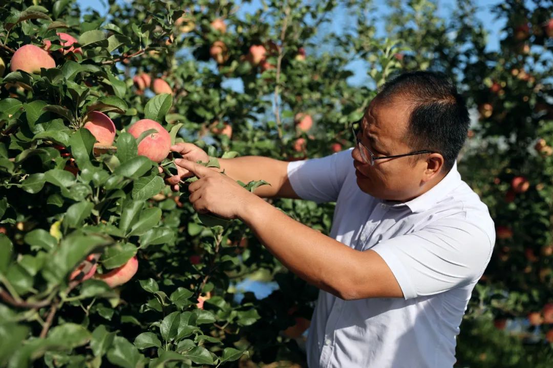 山西大宁宁脆苹果观摩交流会成功举办