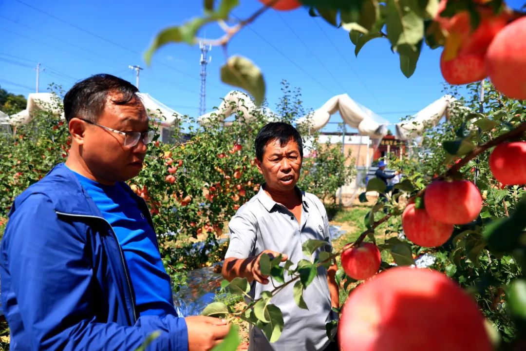 山西大宁宁脆苹果观摩交流会成功举办