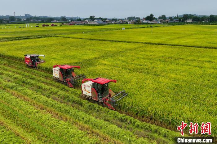 四川成都500亩规模化种植的节水抗旱稻迎丰收