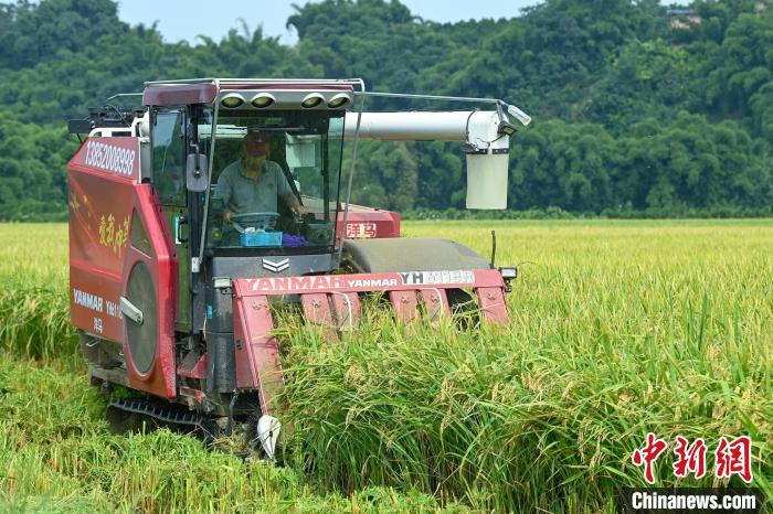 四川成都500亩规模化种植的节水抗旱稻迎丰收