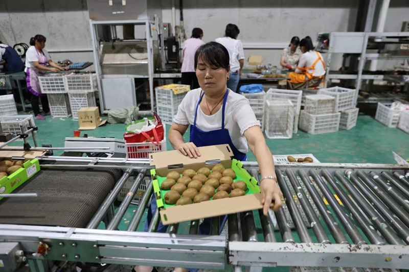 从田间到舌尖 探寻西安猕猴桃的甜蜜之旅