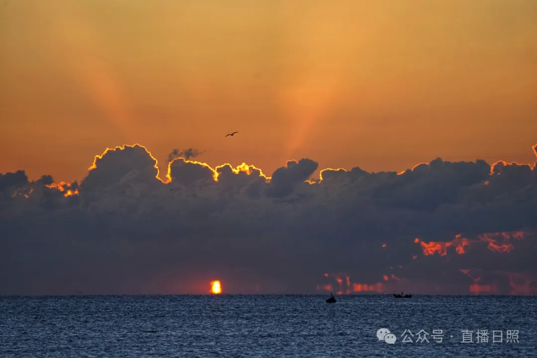 果不其然！今早，日照海边又“长”满了人！