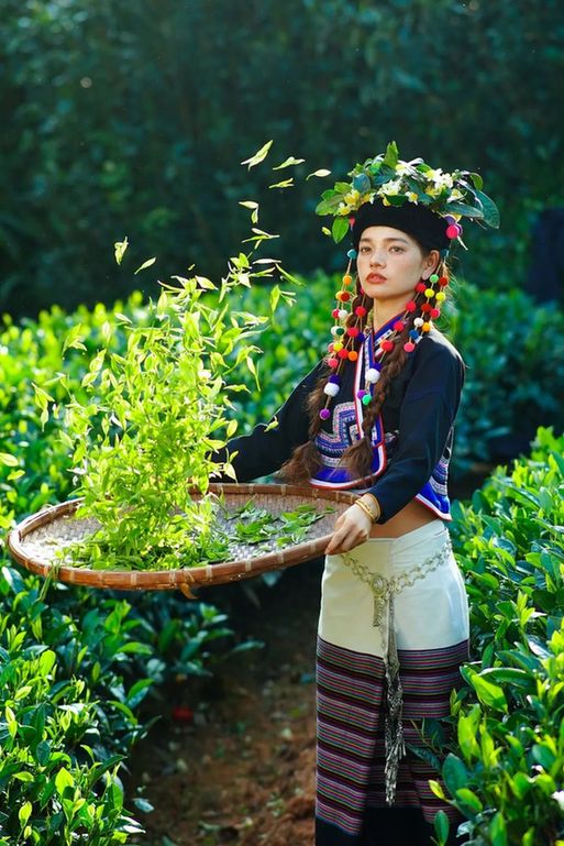 普洱茶＋兰花＋布朗族服饰，这很云南！