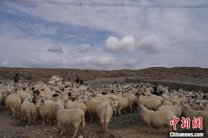 青海乌兰茶卡羊集中出栏 多举措助牧民增收